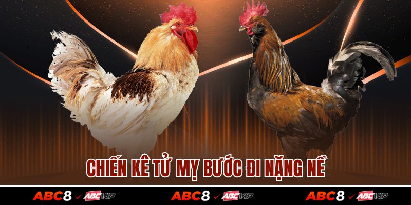 Chiến kê Tử Mỵ bước đi nặng nề