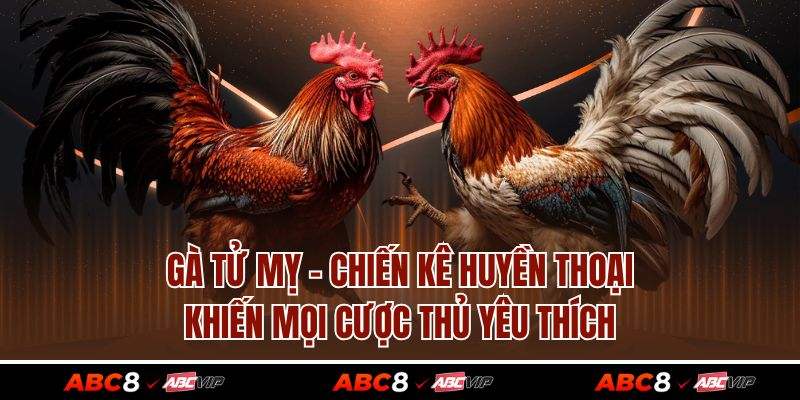 Gà Tử Mỵ – Chiến Kê Huyền Thoại Khiến Mọi Cược Thủ Yêu Thích