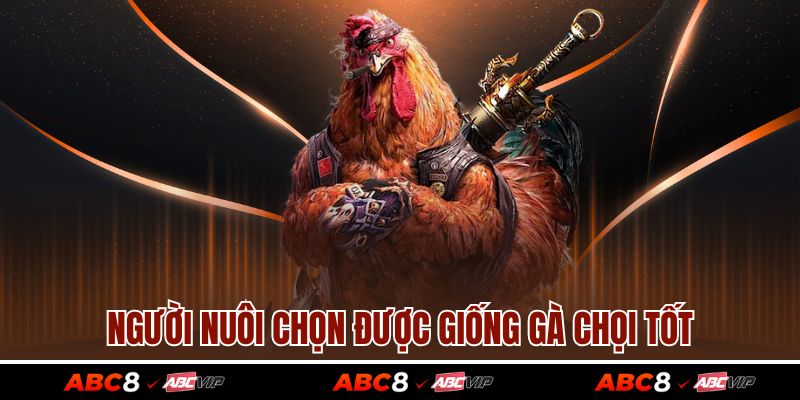 Cách Xem Vảy Gà Chọi Để Tìm Được Chiến Kê Tốt Nhất 2 Người nuôi chọn được giống gà chọi tốt